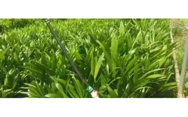 【沉香南药】2026最新《药食同源106品种目录》性味归经、功效、典故、药理、禁忌人群汇总